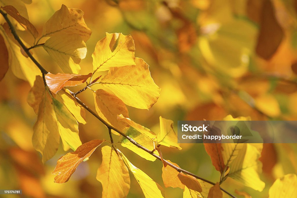 ゴールドの秋の色 - カラフルのロイヤリティフリーストックフォト