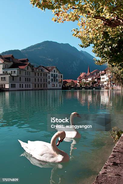 Interlaken Suiza Foto de stock y más banco de imágenes de Agua - Agua, Aire libre, Cisne