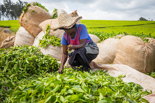 Rwanda, May 2017: African woman carrying a baby and picking tea leaves at the field