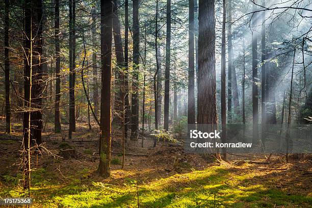 Sun Rays Проникать Внутрь Сосновый Лес — стоковые фотографии и другие картинки Без людей - Без людей, Весна, Горизонтальный