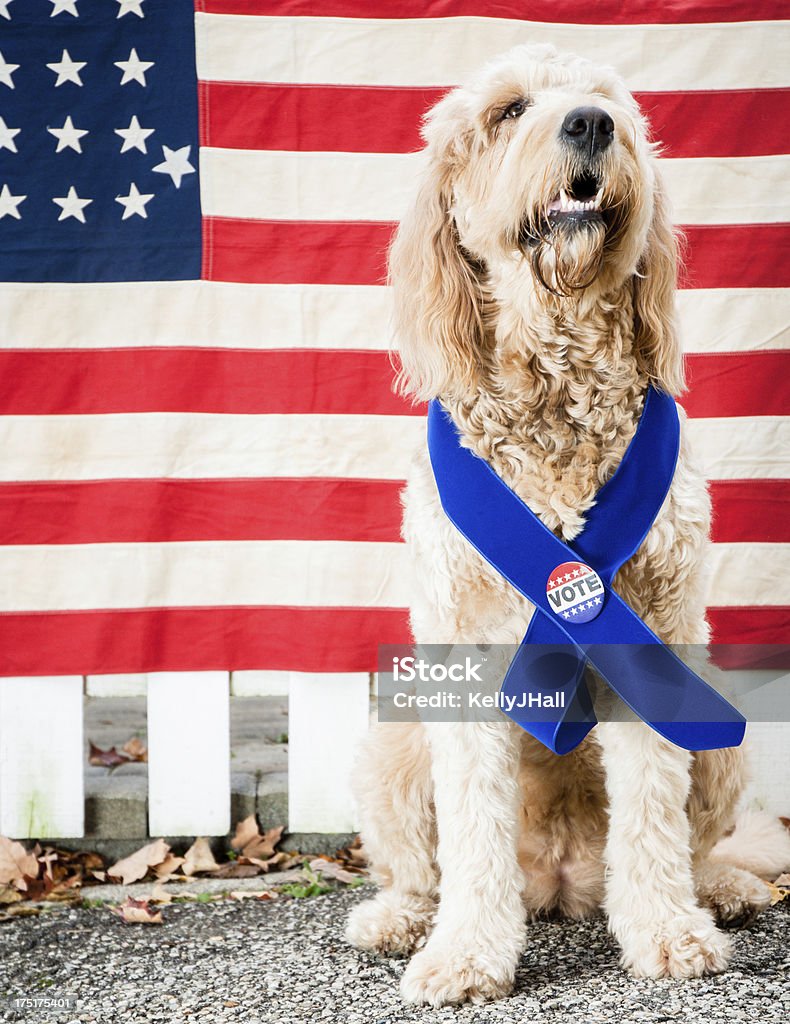 Golden, Griffonnage chien avec bouton de Vote - Photo de Chien libre de droits