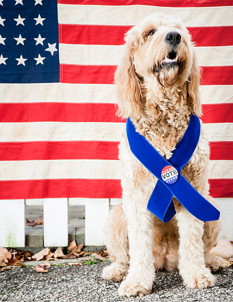 golden-schizzo cane con voto pulsante - dog patriotism flag politics foto e immagini stock