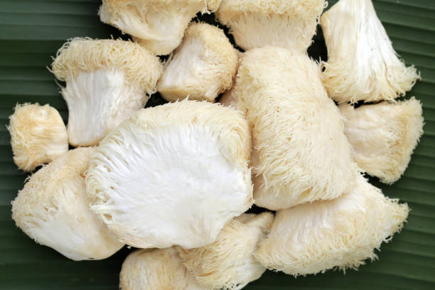 istock Fresh lion's mane mushroom on banana leaf. (Yamabushitake Mushroom) 1751762457