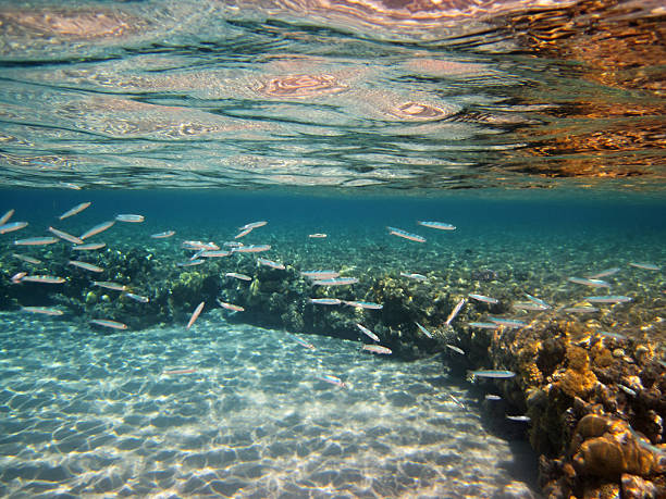 plage de corail - red sea taba sand reef photos et images de collection