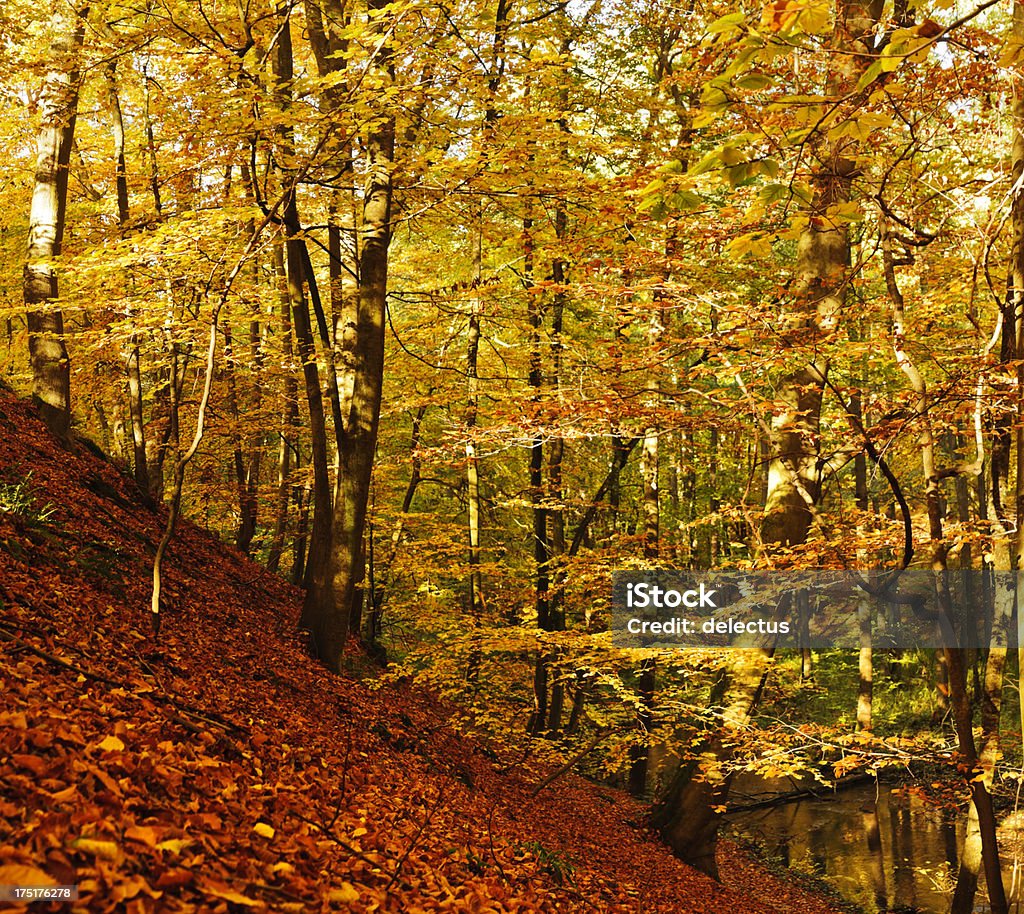 Sunlight in the autumn forest Sunlight in autumn beech forest. Autumn Stock Photo