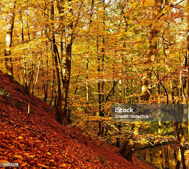 Sunlight In The Autumn Forest Stock Photo - Download Image Now - Autumn, Autumn Leaf Color, Brandenburg State