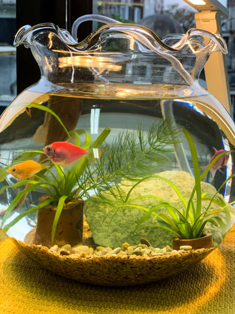 istock Fishes in the fish bowl 1751762976