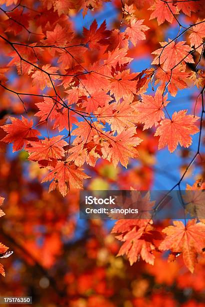 カエデの葉 - まぶしいのストックフォトや画像を多数ご用意 - まぶしい, オレンジ色, オーガニック