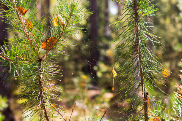 Close up shot of the spider web