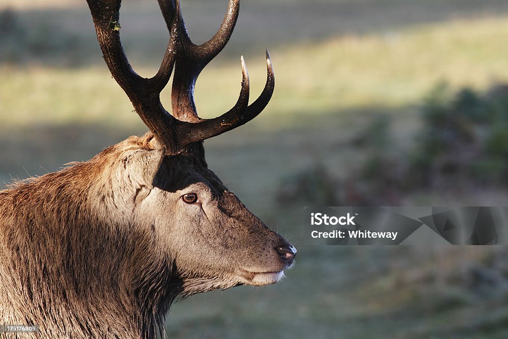 Cervo cervo rosso nel pensoso profilo - Foto stock royalty-free di 2012