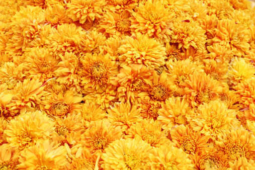 Autumn chrysanthemum flowers