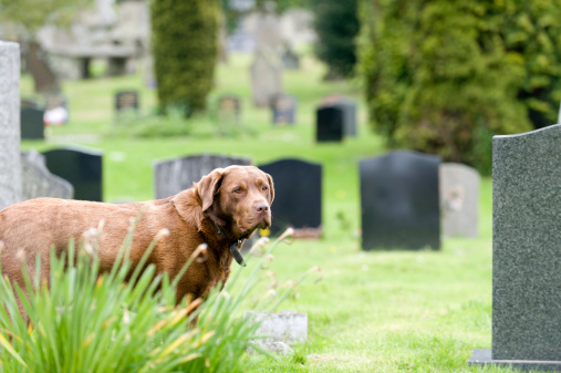sad dog at its owners grave