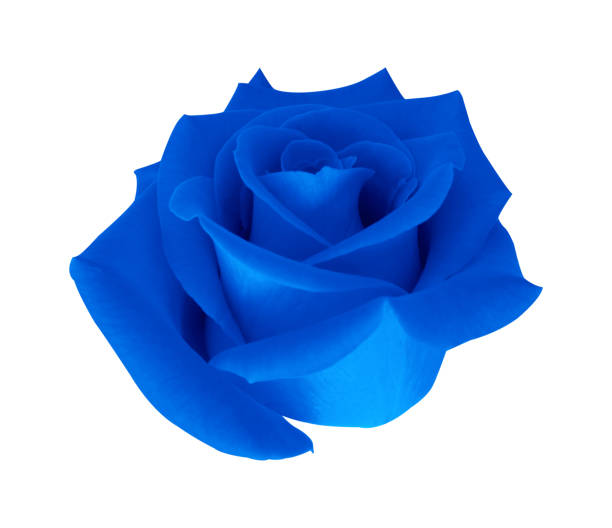 istock Blue rose bud isolated on white background with clipping path. 1751769851
