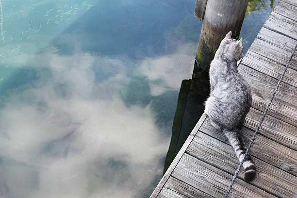 Cat sitting on dock in bay.  Fish under water surface. stock photo