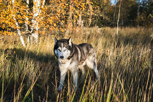 Siberian husky dog with multi-colored eyes in the autumn forest. Side view.