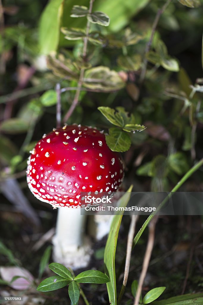 Cogumelo agárico - Royalty-free Amanita parcivolvata Foto de stock