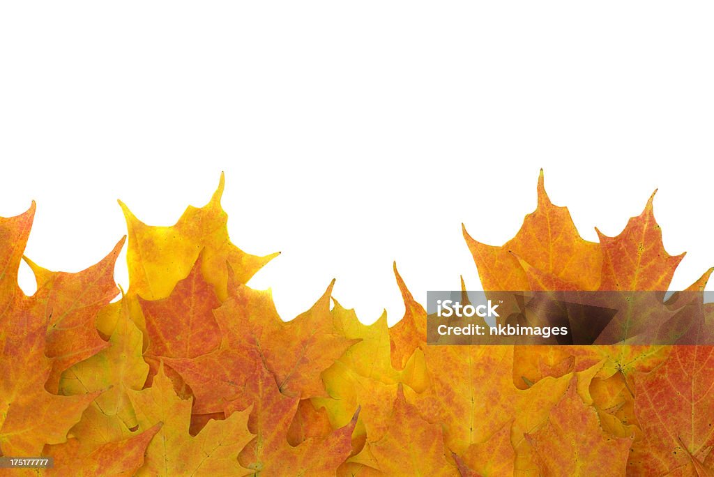 Folhas de outono mais contra fundo branco - Foto de stock de Amontoamento royalty-free