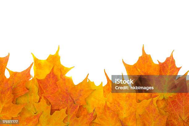 Foto de Folhas De Outono Mais Contra Fundo Branco e mais fotos de stock de Amontoamento - Amontoamento, Espaço para Texto, Figura para recortar
