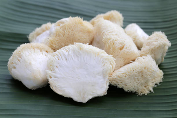 istock Fresh lion's mane mushroom on banana leaf. (Yamabushitake Mushroom) 1751777922