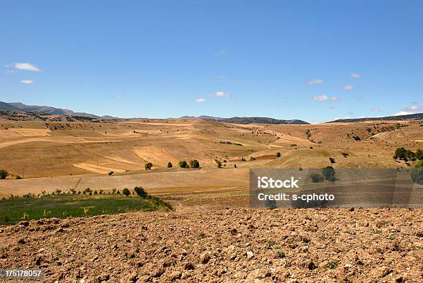 Campo - Fotografie stock e altre immagini di Agricoltura - Agricoltura, Albero, Ambientazione esterna