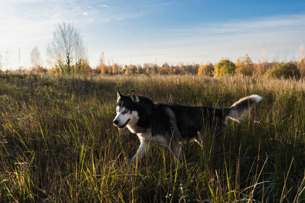 Husky dog with multi-colored eyes in the field.