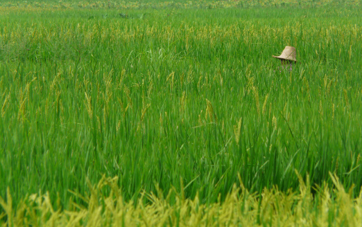 Rice worker in a rice paddy in China.
