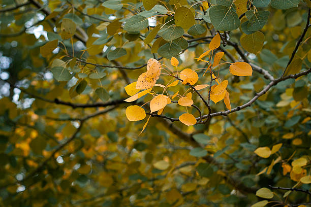 istock Golden Autumn Leaves 175178269