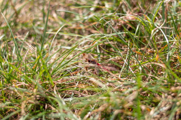 close up shot of the dragonfly. insects - 3369 imagens e fotografias de stock