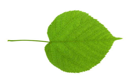 potato leaf close-up isolated on a white background. file contains clipping path
