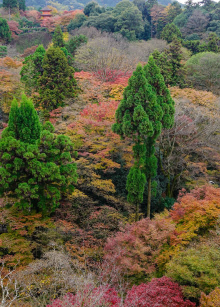 istock Autumn scenery in Kyoto, Japan 1751786011