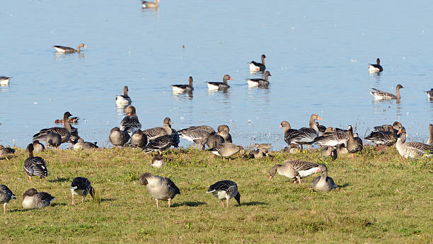 bando de ganso-bravo e corvo-marinho no lago (alemanha) - vogelzug imagens e fotografias de stock