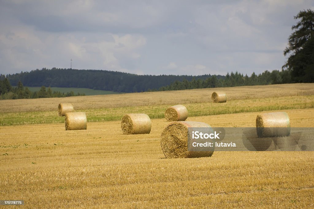 Grama coletadas em um celeiro - Foto de stock de Agricultura royalty-free