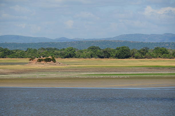 Polonnaruwa,Sri Lanka. Telephoto image of drying out lake in the natural landscape with temple ruin. lake bed stock pictures, royalty-free photos & images