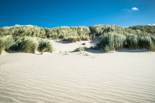 duna di sabbia - sand beach sand dune sea oat grass foto e immagini stock