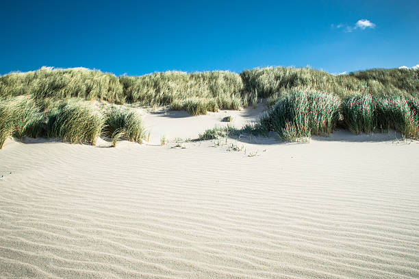Sand dune A sand dune with marram grass a the top and blue sky. Some sand waves at the beach because of the windy day. Copy space in the background. the hamptons photos stock pictures, royalty-free photos & images