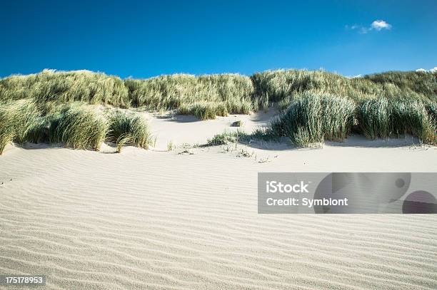 Sand Dune Stock Photo - Download Image Now - Beach, Sand Dune, The Hamptons