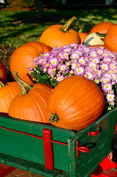 istock Pumpkins and Gourdes 175179261
