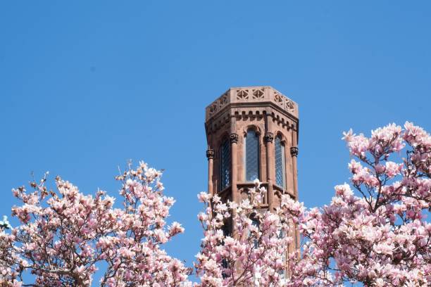 istock Low angle of magnolias in bloom in Washington, D.C. 1751793455