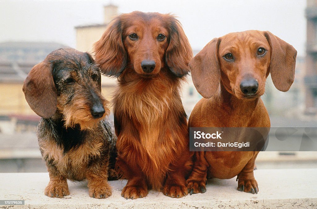 Three dachshund dogs: wire, long and short haired, portrait  Dachshund Stock Photo