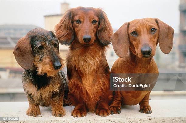 Three Dachshund Dogs Wire Long And Short Haired Portrait Stock Photo - Download Image Now