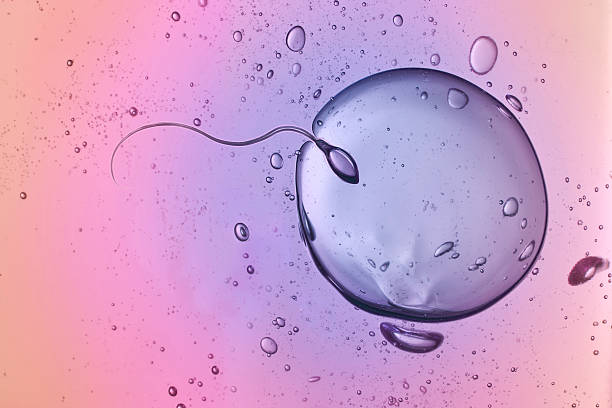 Sperm and Egg stock photo
