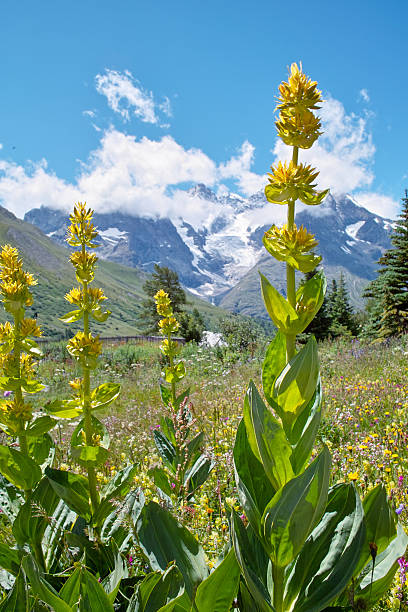 istock Gentiana lutea with glacier in Alps 175179805