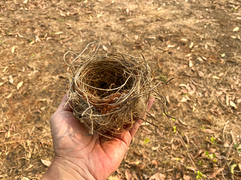 Human hand holding a little nest