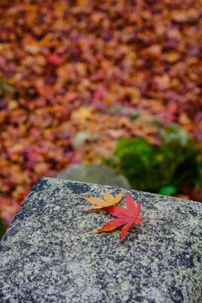 istock Autumn scenery in Kyoto, Japan 1751799628