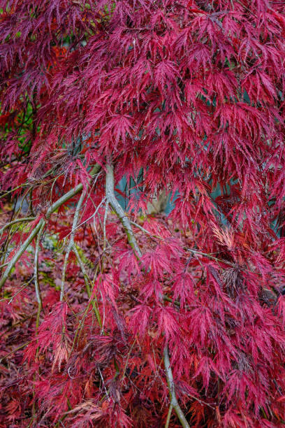 istock Autumn scenery in Kyoto, Japan 1751799632