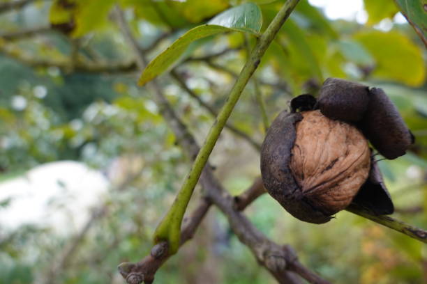 istock walnut tree with fruit. nuts coming out on tree. harvesting nuts in the forest. fruit on tree. 1751799634