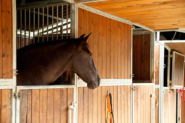 Horse In Stable Stock Photo - Download Image Now - Box - Container, Horse,  Stable - iStock