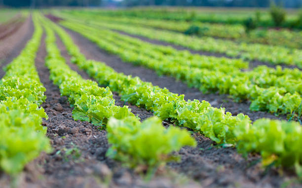 lattuce field - lattuce - fotografias e filmes do acervo