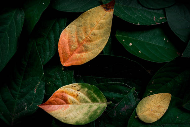 istock pattern and texture of a pile of leaves. 1751800197