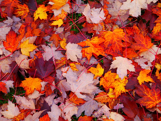 Feuilles d'automne - Photo